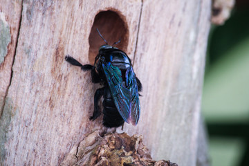 Close up of a black beetle resting on a truck of a tree beside the hole it bores.