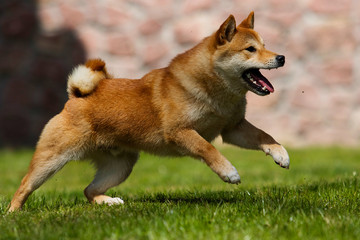 Japanese Shiba Inu dog on the green grass