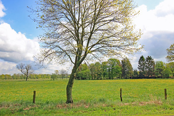 Landschaft im Naturpark Drömling (Sachsen-Anhalt)