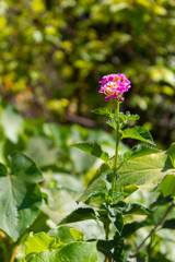 A lonely small pink flower in the woods (common zinnia)