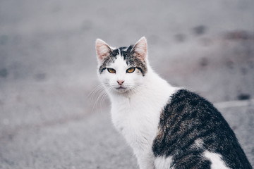  Beautiful portrait of a cat in the street. Free site for text