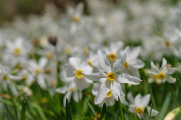 Beautiful white narcissus flowers in Plavski rovt