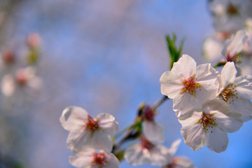 Fototapeta na wymiar 【神奈川県】横須賀市　諏訪大神社の桜
