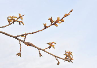 Earrings flowering poplar.