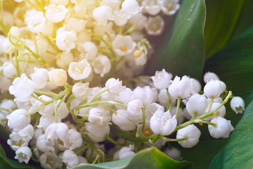 Lily of the valley closeup. Selective focus