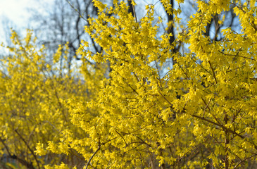 Yellow forsythia flowers.