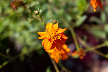 Orange cosmos flower close up (sulfur cosmos flower) cosmos caudatus