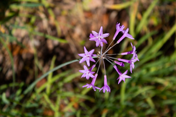 liliaceae purple flowers close ups 