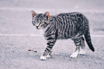  Beautiful portrait of a cat in the street. Free site for text