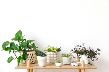Stylish scandinavian interior with design commode and beautiful composition of plants in different hipster pots. Modern home decor. White background wall. Minimalistic concept. Template. Home garden.