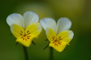 Beautiful Zois' violet flower blooming in spring on Karavanke slopes