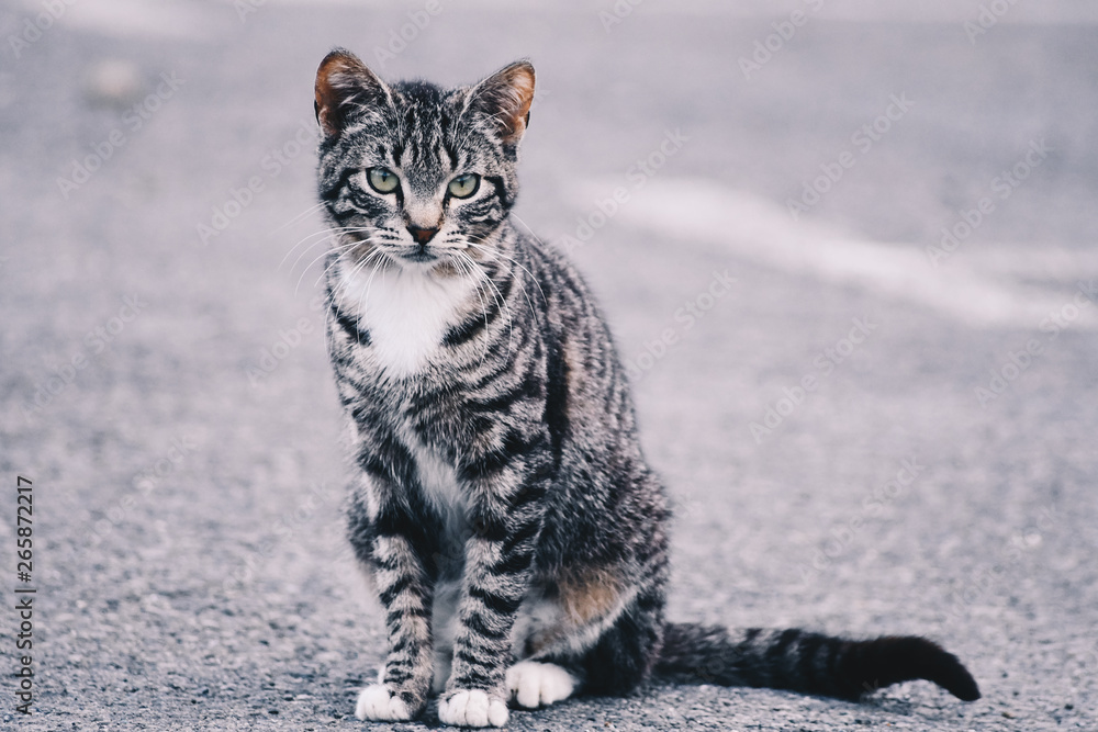 Wall mural beautiful portrait of a cat in the street. free site for text