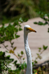 Obraz premium Hern on a public park hanging around calm