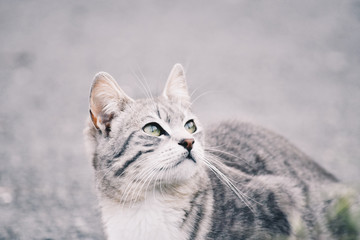  Beautiful portrait of a cat in the street. Free site for text