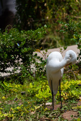 Hern on a public park hanging around calm