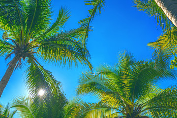 Obraz na płótnie Canvas Coconut Palm trees. Tropical background.