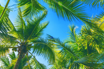 Coconut Palm trees. Tropical background.