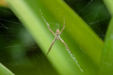 A juvenile of Silver Garden Spider (Argiope argentata) on its web, photographed in Exaltacion de la Cruz, Buenos Aires, Argentina.
