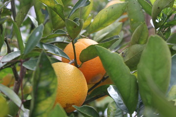Naranjas esperando transformarse en jugo