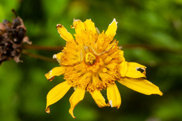 A crab spider (Thomisidae sp.) photographed in Buenos Aires, Argentina.