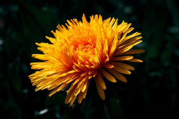 Obraz premium daylight. dandelion. have toning. shallow depth of field.