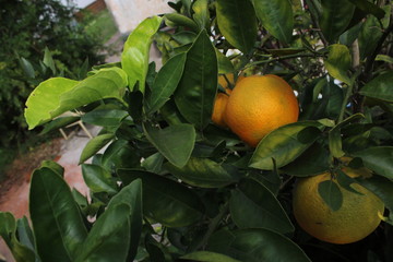 Naranjas esperando transformarse en jugo