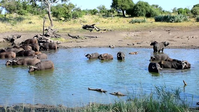 buffaloes in Klopperfontein waterhole in Kruger national park in South Africa