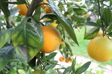 Naranjas esperando transformarse en jugo
