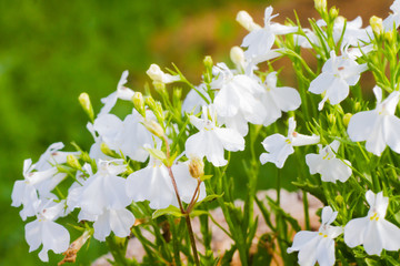Lobelia covered with drops of warm summer rain