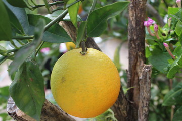 Una naranja bien redonda lista para comer