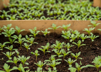 small tomatoes seedlings