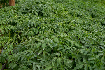 small tomatoes seedlings