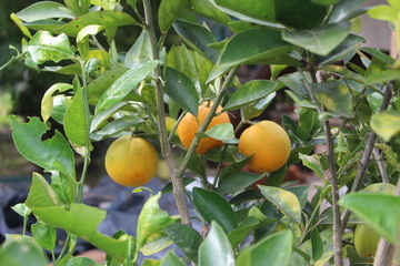 Naranjas esperando transformarse en jugo