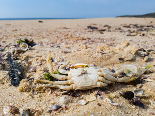 Waves bring dirt that man produces, like plastic and others, pollution brought by storms at sea.