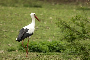 White stork on the meadow searching for the food, green vegetation in background, scene from wildlife, Germany, common bird in its environment, elegant black and white bird, close up
