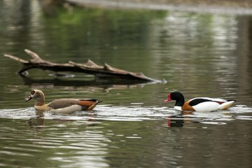 The Egyptian goose (Alopochen aegyptiaca) and common shelduck (Tadorna tadorna) swimming on the lake, clear  background, scene from wildlife, Germany, common bird in its environment