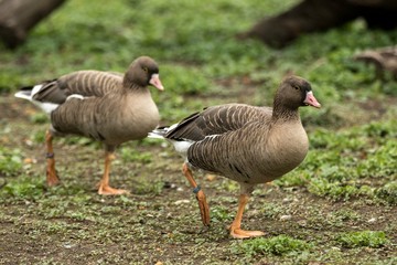 The greylag geese (Anser anser) on the lake shore, green vegetation in background, scene from wildlife, Germany, common bird in its environment