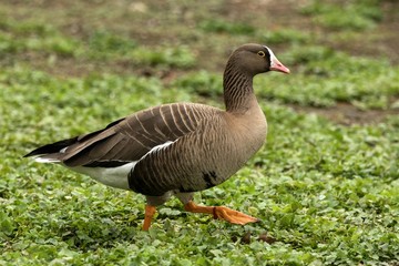 The greylag goose (Anser anser) on the lake shore, green vegetation in background, scene from wildlife, Germany, common bird in its environment