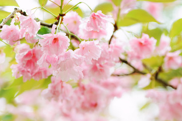 Beautiful sakura blooming in spring. Japanese cherry blossom background