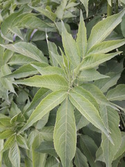 Le belle foglie di primavera"