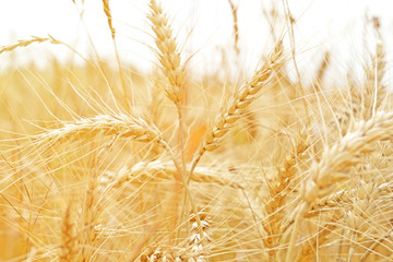 Yellow ears of wheat in  closeup field