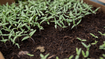 detail of small seedlings