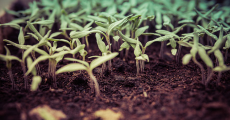 detail of small seedlings