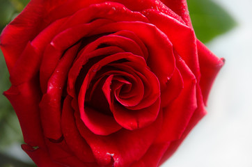 Red rose in romantic background. Valentine's or mother's day.
