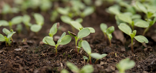 cucumber seedlings on a black soil