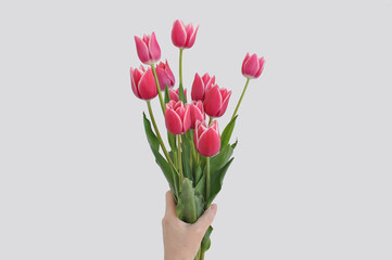 bouquet of red tulips on a white background in the hand of a woman
