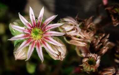 Sempervivum tectorum one macro