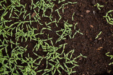 detail of small seedlings
