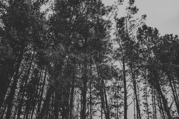 Pine tree forest view of branches in black and white.