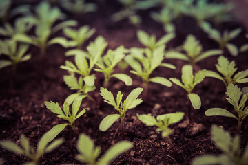 small tomatoes seedlings
